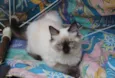 Marie