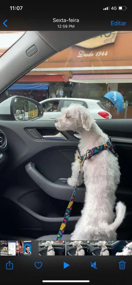 Cachorro ra a Maltês  idade 6 ou mais anos nome Beck