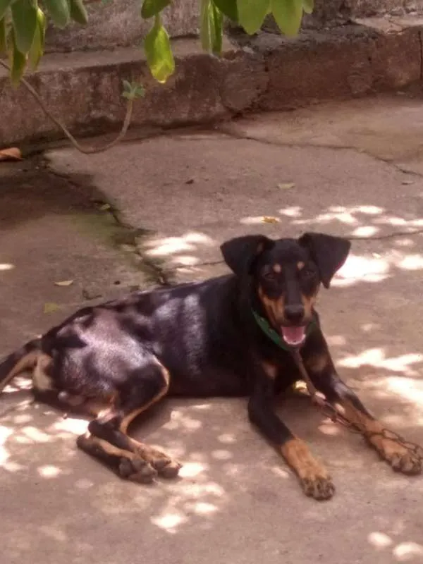 Cachorro ra a srd idade 2 a 6 meses nome scooby