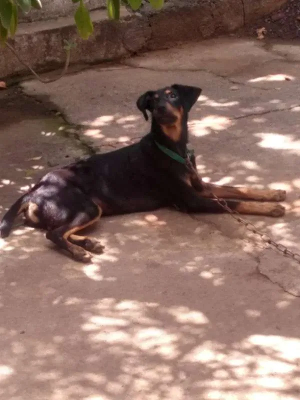 Cachorro ra a srd idade 2 a 6 meses nome scooby