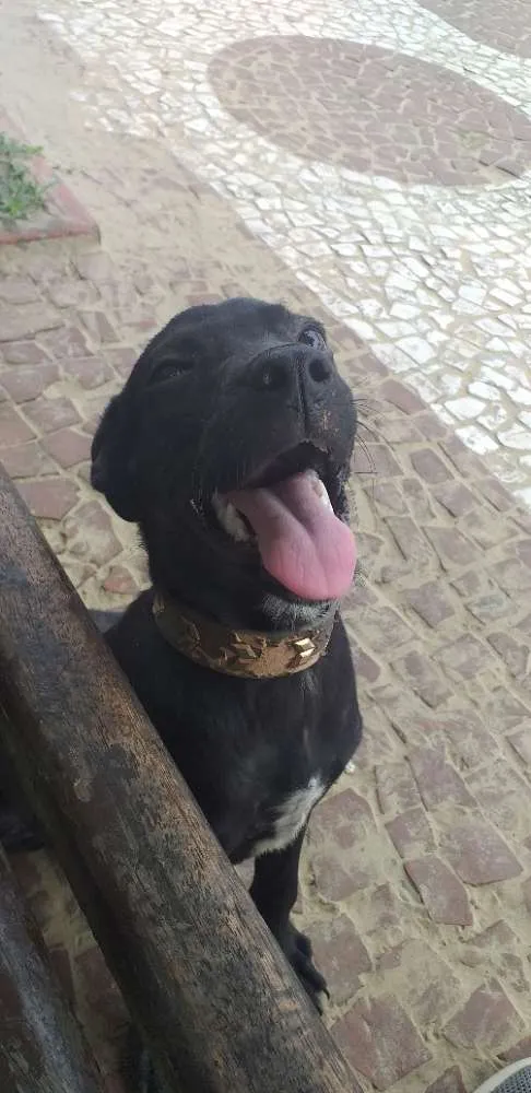 Cachorro ra a Mista idade 2 a 6 meses nome Half