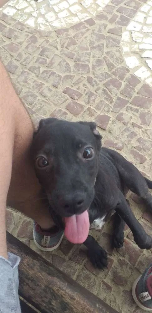 Cachorro ra a Mista idade 2 a 6 meses nome Half