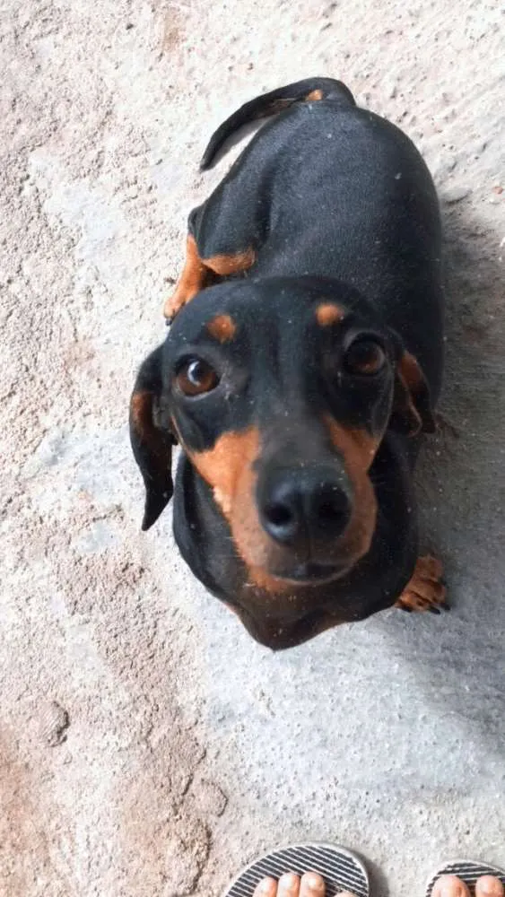 Cachorro raça basset hound idade 2 anos nome Jade, Fini e Pucca