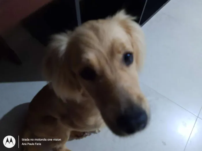 Cachorro ra a Sem raça definida idade 2 anos nome Clara