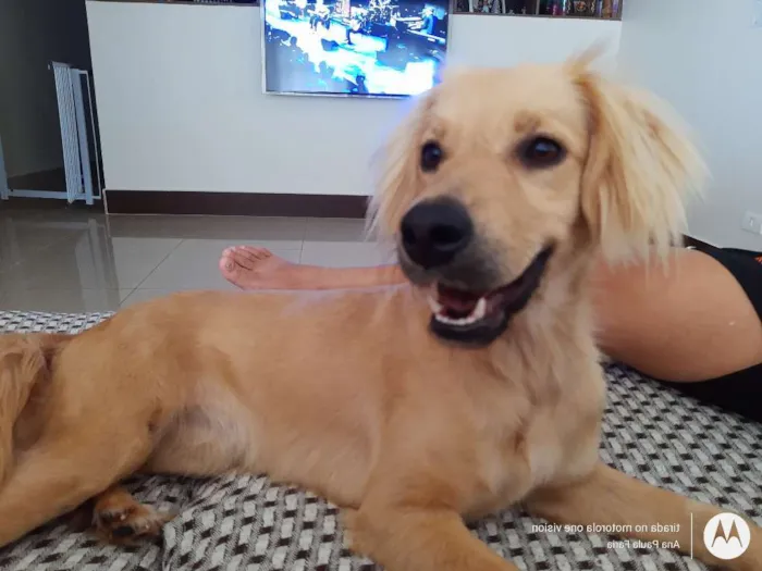 Cachorro ra a Sem raça definida idade 2 anos nome Clara