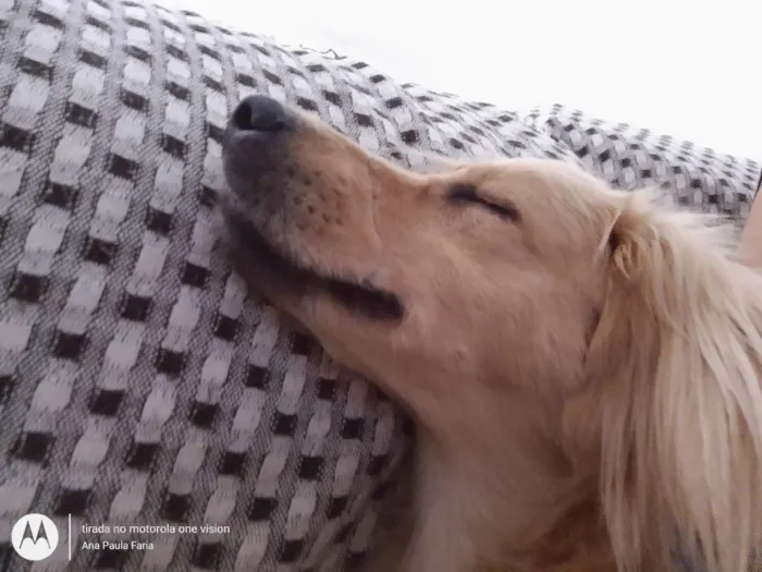 Cachorro ra a Sem raça definida idade 2 anos nome Clara
