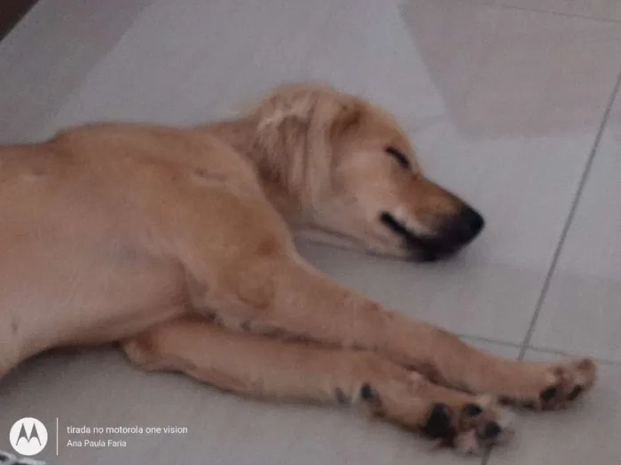 Cachorro ra a Sem raça definida idade 2 anos nome Clara