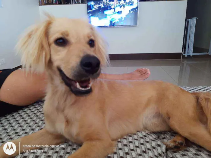 Cachorro ra a Sem raça definida idade 2 anos nome Clara