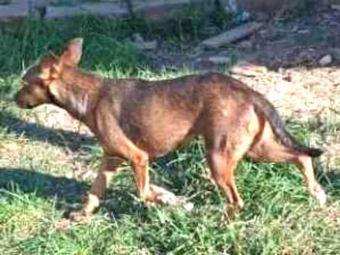 Cachorro ra a SRD idade 2 anos nome Xispita