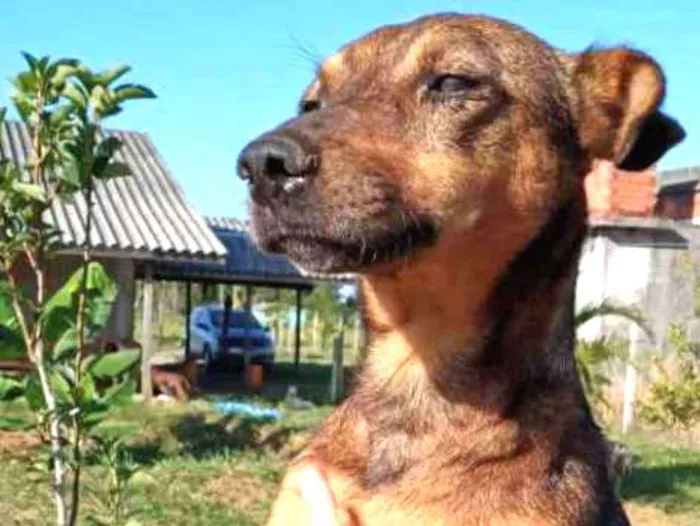 Cachorro ra a SRD idade 2 anos nome Xispita