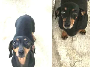 Cachorro raça basset hound idade 2 anos nome Jade, Fini e Pucca