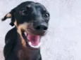 Jade, Fini e Pucca