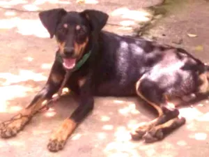 Cachorro raça srd idade 2 a 6 meses nome scooby