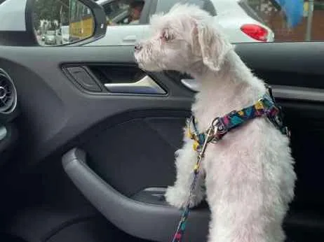 Cachorro ra a Maltês  idade 6 ou mais anos nome Beck