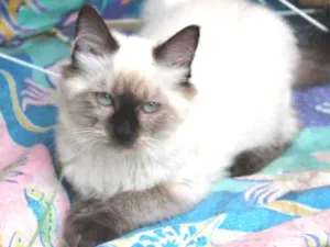 Gato raça Sialata idade 1 ano nome Marie