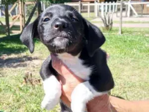 Cachorro raça SRD idade 2 a 6 meses nome Cocada