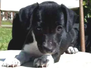 Cachorro raça SRD idade 2 a 6 meses nome Trufa