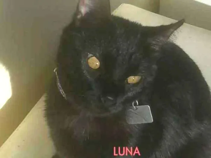 Gato ra a SRD idade 2 anos nome Luna