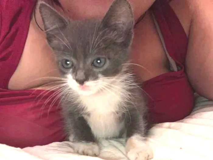 Gato raça Vira lata  idade  nome Moon