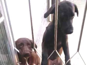 Cachorro raça SRD idade 7 a 11 meses nome Ludy e Lola castrada