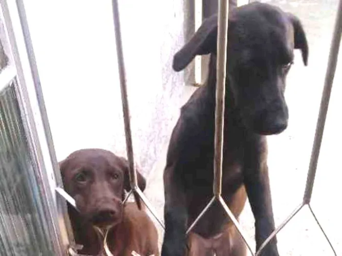 Cachorro ra a SRD idade 7 a 11 meses nome Ludy e Lola castrada