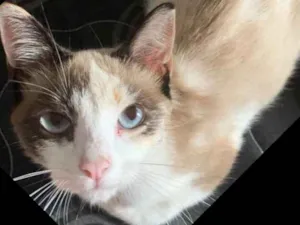 Gato raça Sem raça  idade 7 a 11 meses nome Bibi