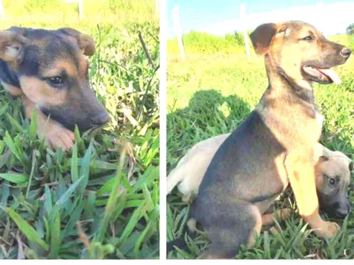 Cachorro ra a SRD idade 2 a 6 meses nome Rufles/ Luna/ Moana