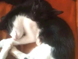 Gato raça  idade 2 a 6 meses nome Frajola