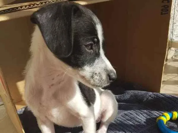 Cachorro ra a srd idade Abaixo de 2 meses nome Nick