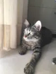 Sol
