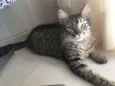 Sol
