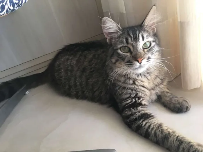 Gato ra a Srd idade 1 ano nome Sol