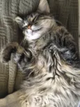 Sol