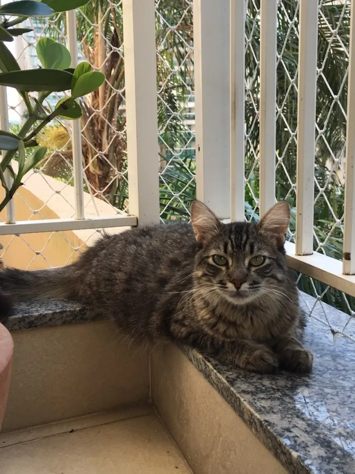 Gato ra a Srd idade 1 ano nome Sol