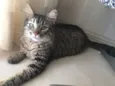 Sol