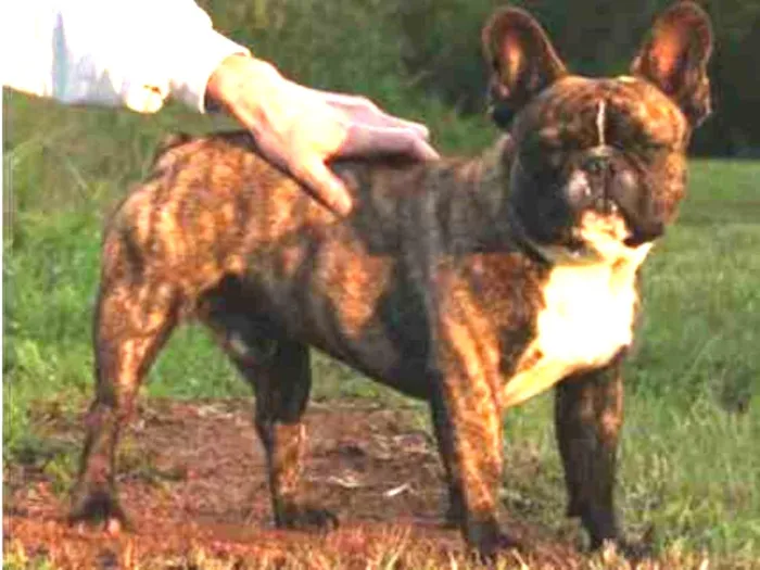 Cachorro ra a Bulldog Francês idade 1 ano nome Sammy GRATIFICA