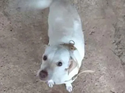 Cachorro raça  idade 1 ano nome Não sei