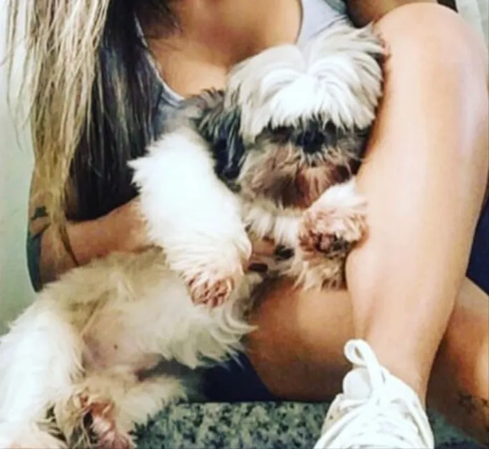 Cachorro ra a Shitzu  idade 6 ou mais anos nome Zig 