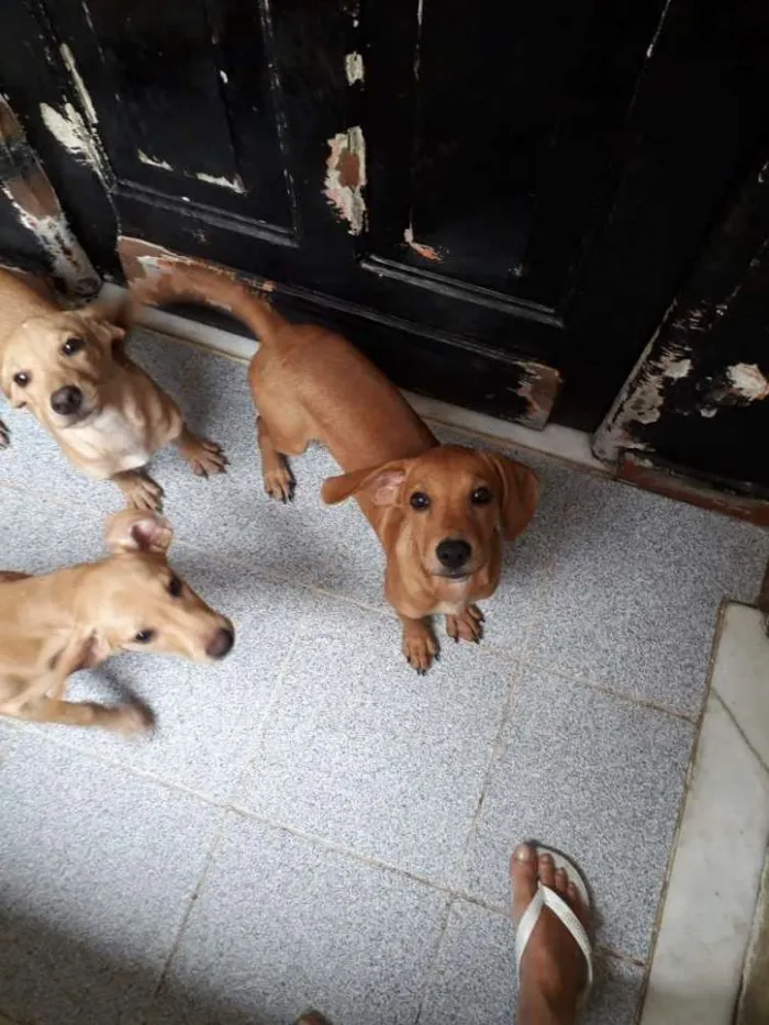 Cachorro ra a Srd idade 2 a 6 meses nome sem none