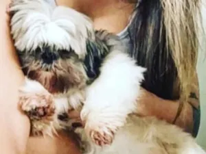 Cachorro raça Shitzu  idade 6 ou mais anos nome Zig 