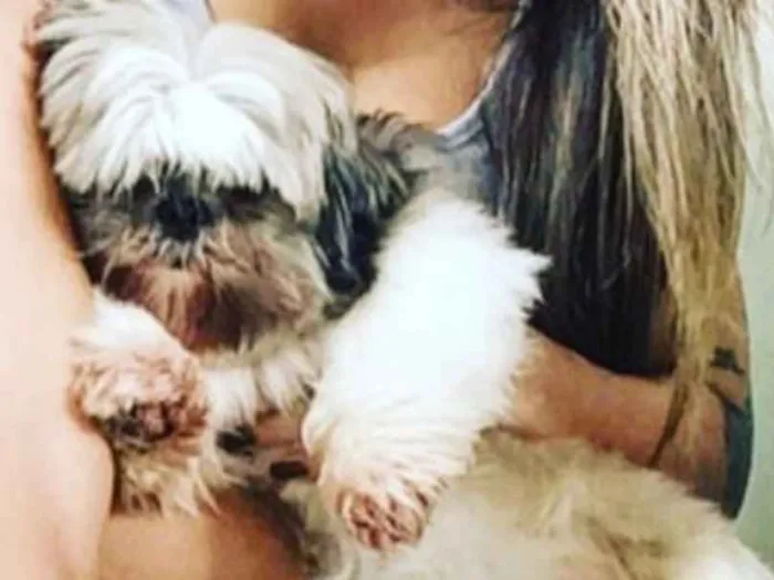 Cachorro ra a Shitzu  idade 6 ou mais anos nome Zig 