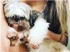 Cachorro raça Shitzu  idade 6 ou mais anos nome Zig 