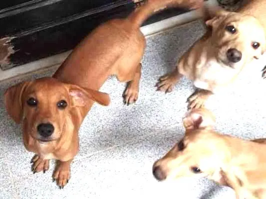 Cachorro ra a Srd idade 2 a 6 meses nome sem none