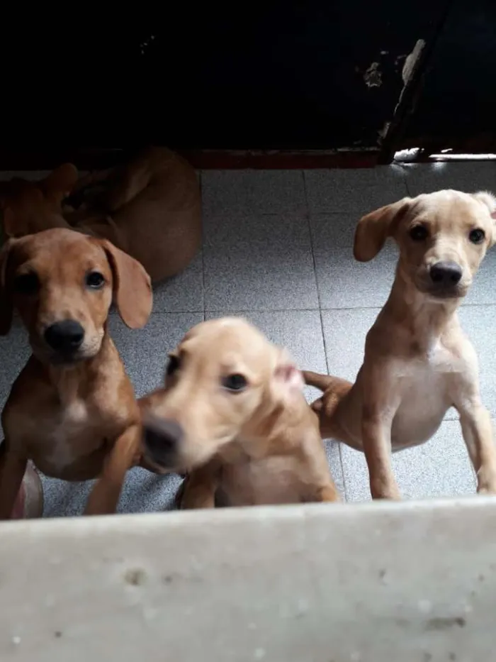 Cachorro ra a Srd idade 2 a 6 meses nome sem none