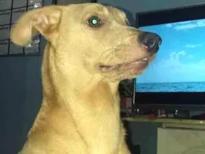 Cachorro raça Srd idade 7 a 11 meses nome Juca
