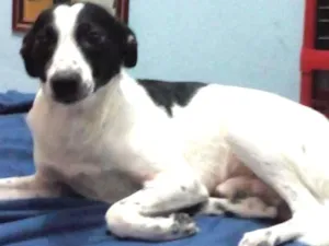 Cachorro raça Srd idade 1 ano nome Jack 