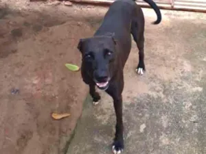 Cachorro raça Fila idade 4 anos nome Duque