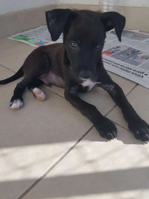 Cachorro ra a srd idade Abaixo de 2 meses nome Luke