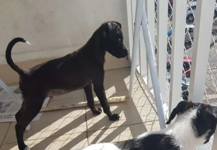 Cachorro ra a srd idade Abaixo de 2 meses nome Luke