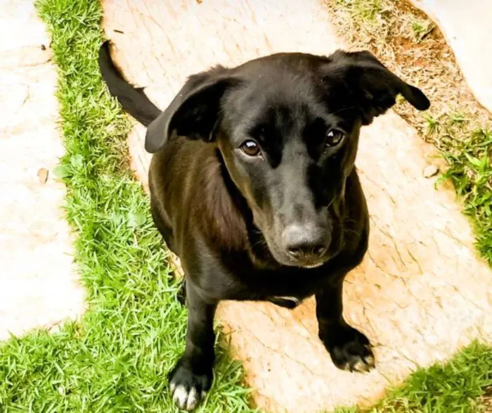 Cachorro ra a SRD idade 2 a 6 meses nome Cacau